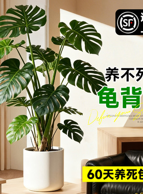 龟背竹客厅大盆栽大叶开背老桩高级感绿植物办公室内好养落地盆景