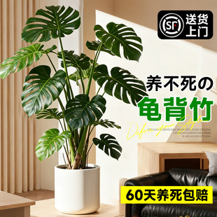 龟背竹客厅大盆栽大叶开背老桩高级感绿植物办公室内好养落地盆景