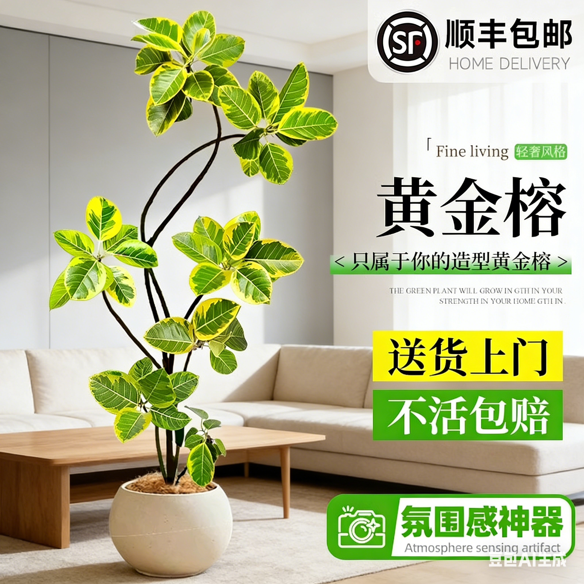 黄金榕绿植室内大型盆栽高级感孟加拉榕客厅橡皮树黄金荣花卉禄植,鲜花速递/花卉仿真/绿植园艺,大型绿植/成品组合盆栽,淘宝优惠券,粉丝福利购,淘宝优惠卷