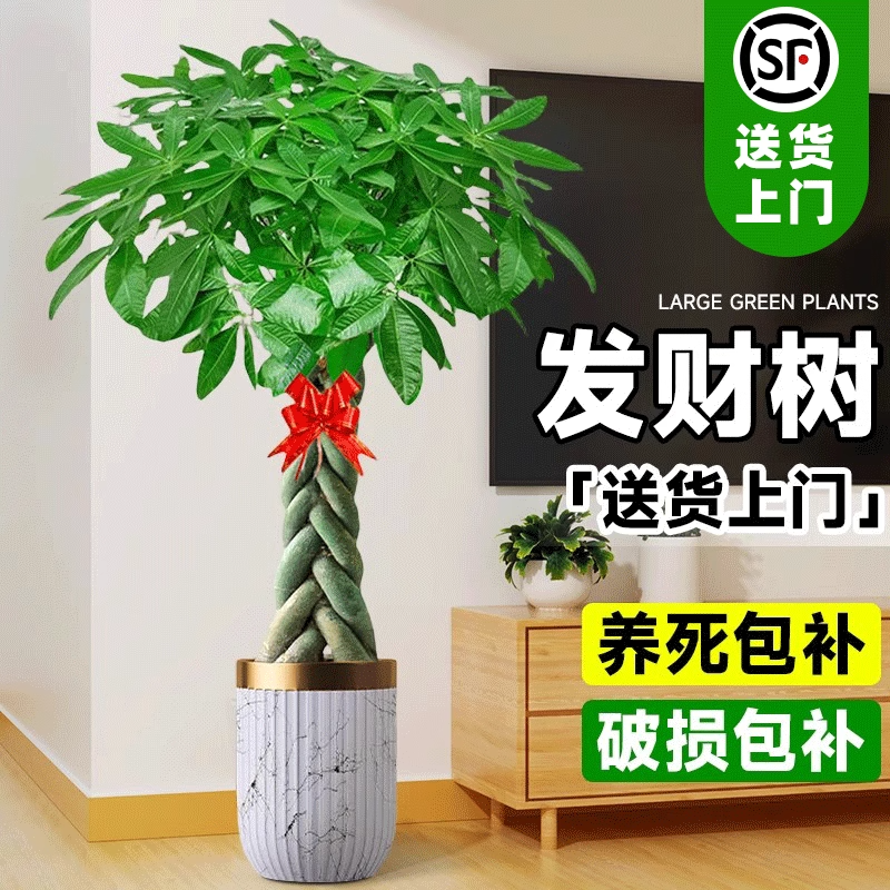辫子发财树大型室内客厅盆栽绿植招财树办公室乔迁开业落地绿植物