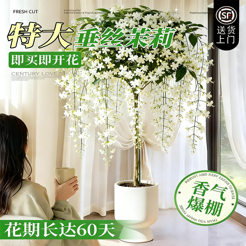 垂丝茉莉带花苞盆栽特大号棒棒糖老桩室内外客厅四季好养植物花卉,鲜花速递/花卉仿真/绿植园艺,大型绿植/成品组合盆栽,淘宝优惠券,粉丝福利购,淘宝优惠卷