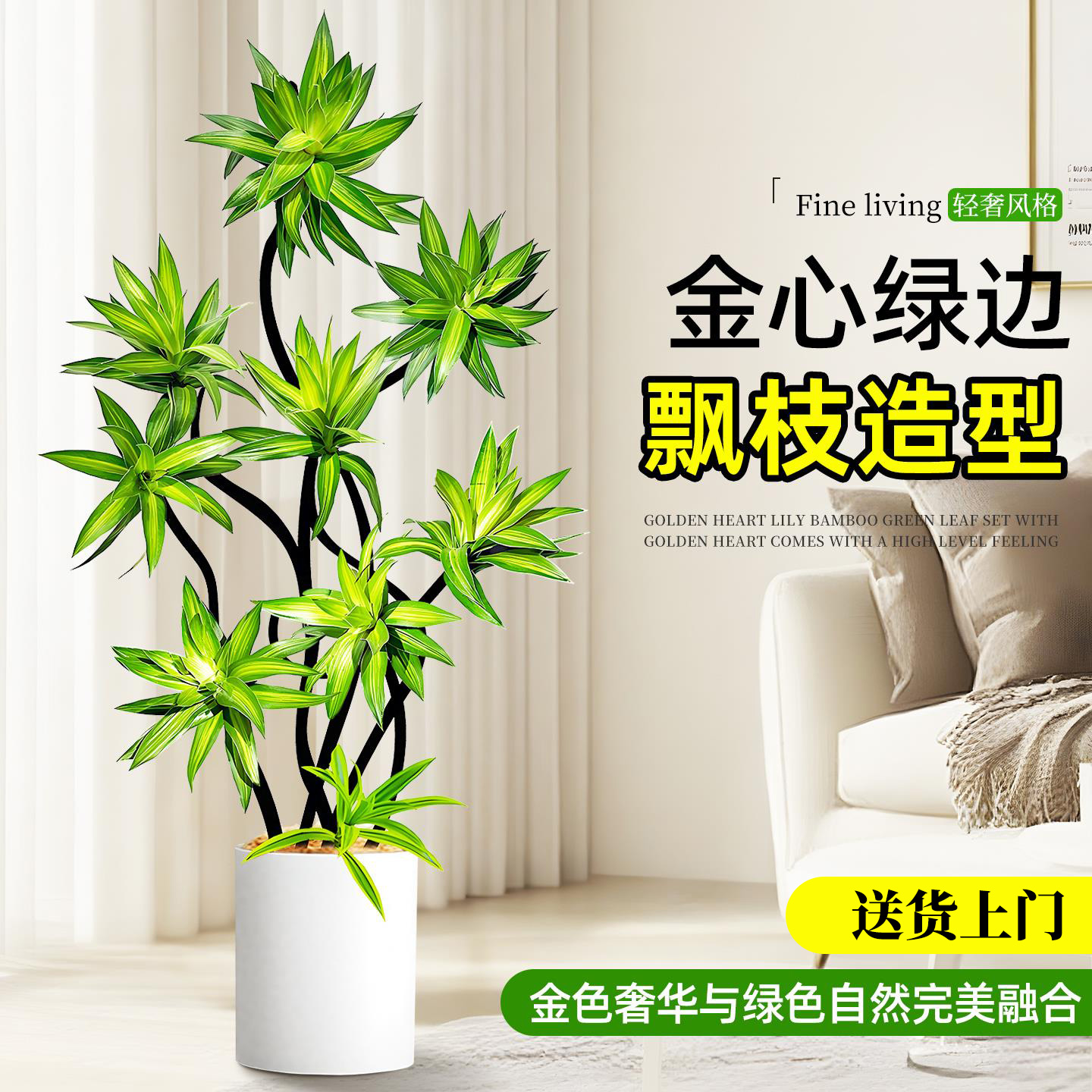 金心百合竹大型客厅绿植物