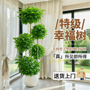 幸福树客厅大型盆栽绿植物室内落地老桩高级感盆景平安树四季好养
