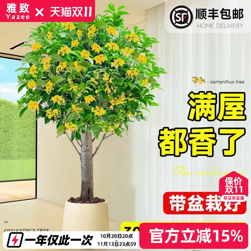 带花桂花树苗四季桂盆栽大树大型绿植室内办公室四季开花原生老桩