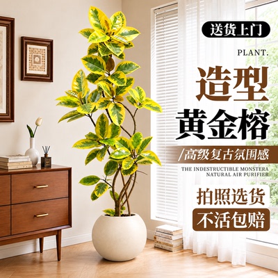 黄金榕大型绿植高山榕树客厅落地橡皮树室内观赏盆栽造型孟加拉榕