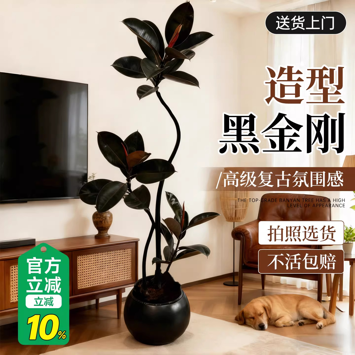 黑金刚橡皮树客厅绿植高级感大盆栽植物轻奢办公室内落地高端好养,鲜花速递/花卉仿真/绿植园艺,大型绿植/成品组合盆栽,淘宝优惠券,粉丝福利购,淘宝优惠卷