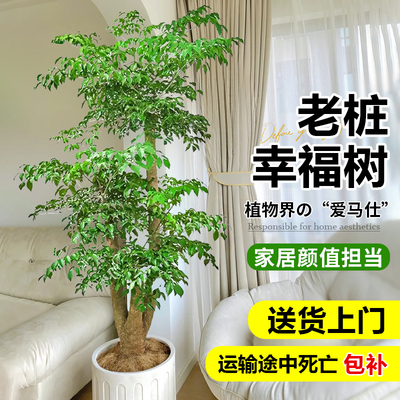 幸福树客厅盆栽大型老桩绿植室内平安树盆景吸甲醛植物四季好养禄