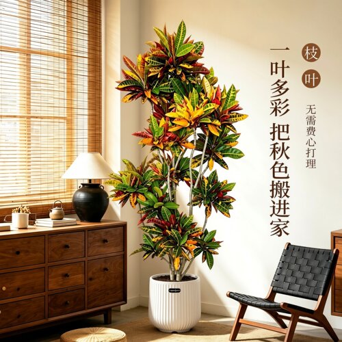 造型变色木客厅室内盆栽高级感乔迁送礼落地大型绿植七彩好养植物