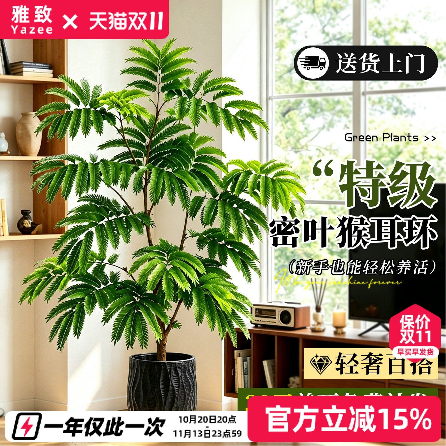 密叶猴耳环老桩大苗客厅大型植物盆栽耐阴绿植室内盆栽四季好养