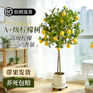 香水柠檬树盆栽带果四季可食用绿植室内大型植物客厅阳台四季好养