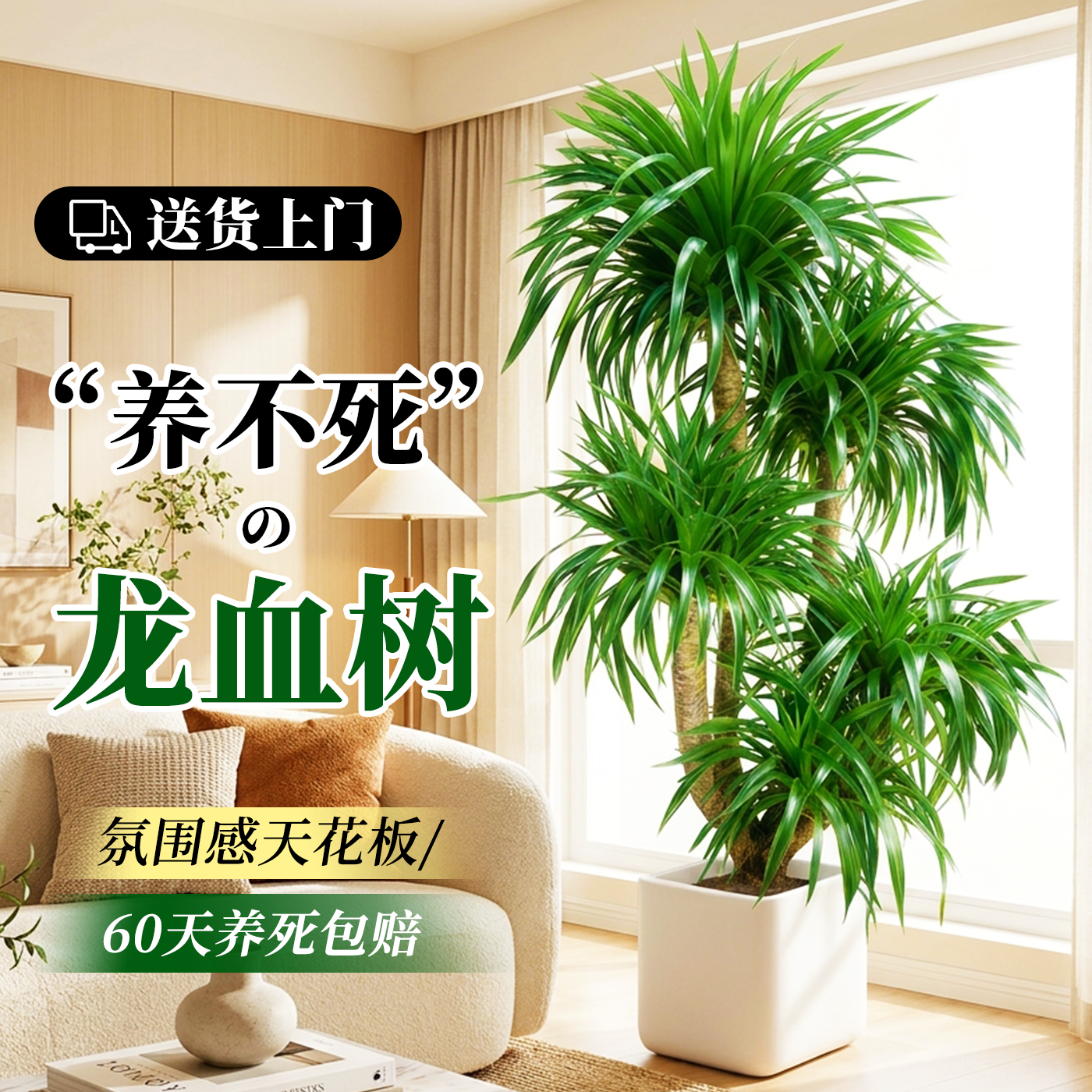 龙血树客厅绿植多头老桩盆栽好养活室内轻奢大型植物高级感龙须