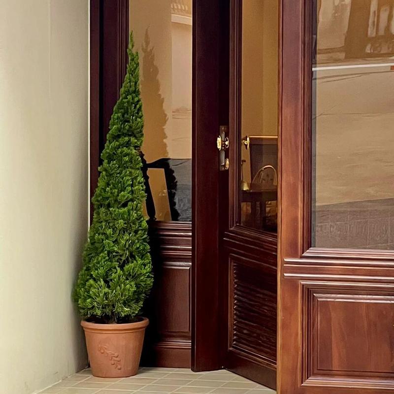 草木世界圣诞树松柏树苗