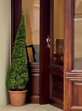 草木世界圣诞树松柏树苗