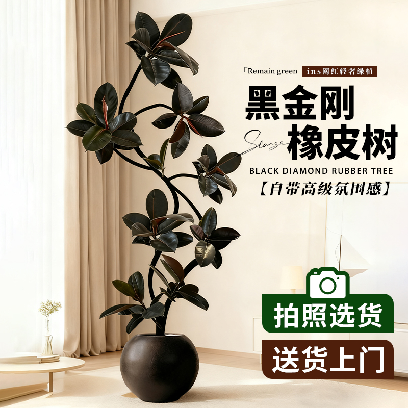 造型橡皮树黑金刚客厅室内高级感绿植大型盆栽办公室四季好养植物