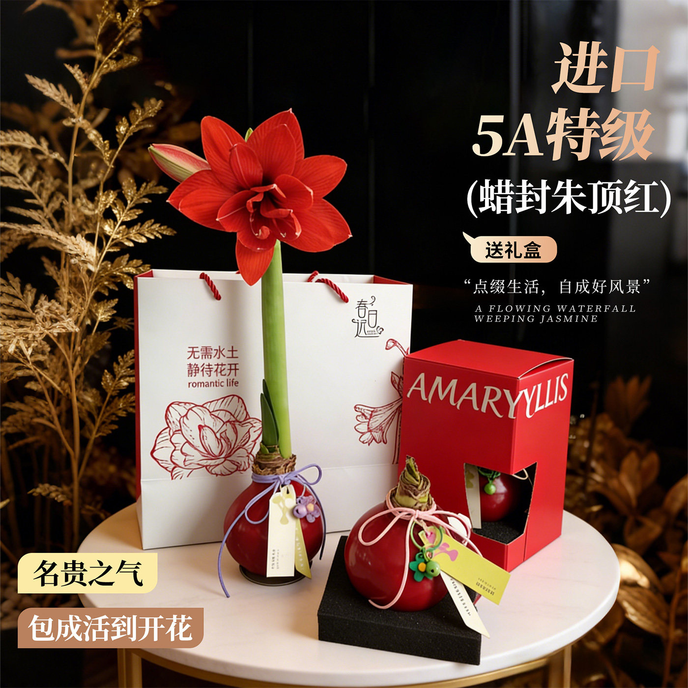 蜡封朱顶红蜡球进口大球礼盒生日节日送礼物种球阳台好养的懒人花