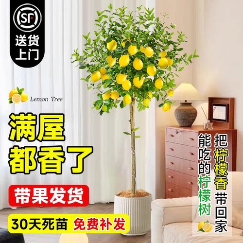 香水柠檬树带果盆栽客厅绿植大型植物室内阳台除甲醛禄植四季好养