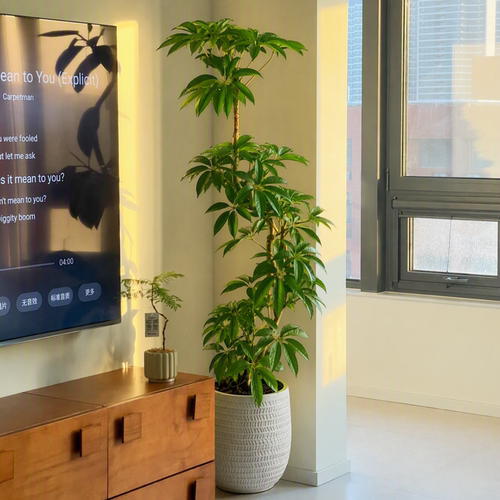 客厅绿植盆栽保罗大叶伞中古风真树室内大型高级感植物好养上档次