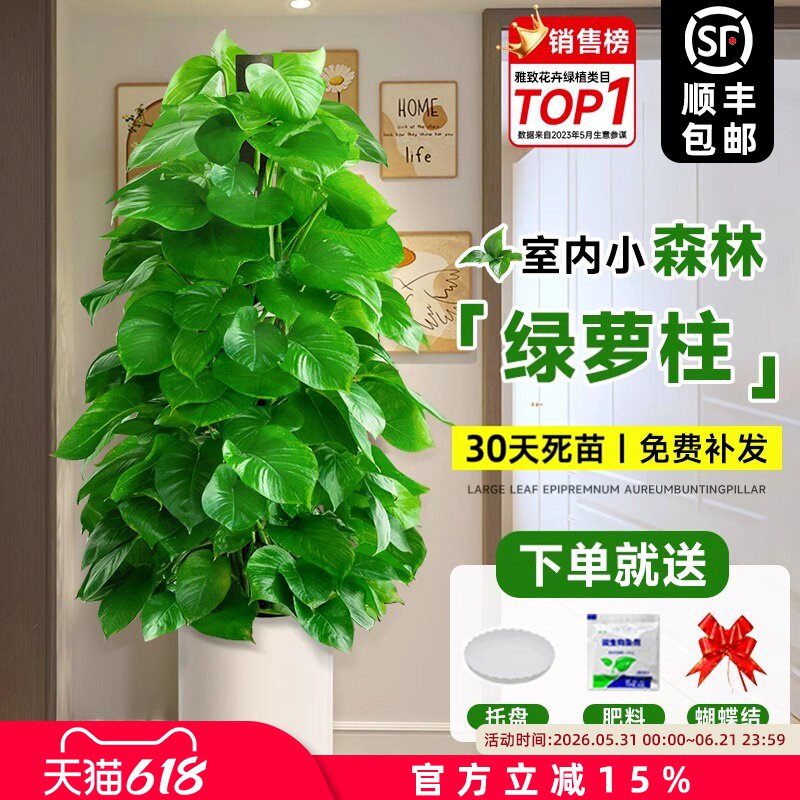 大叶绿萝柱盆栽客厅绿植室内吸甲醛净化空气办公室大型绿箩好养活