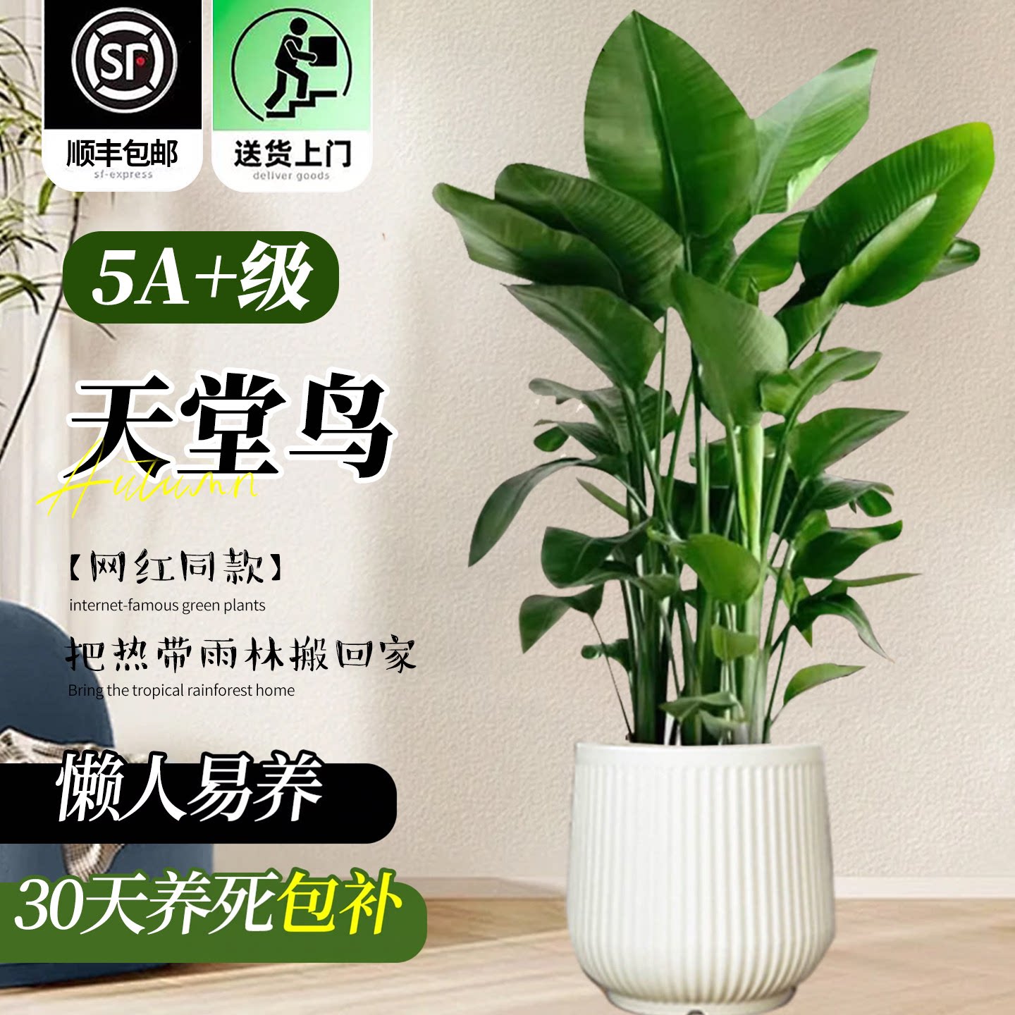 客厅办公室高端好养大型绿植盆栽图片