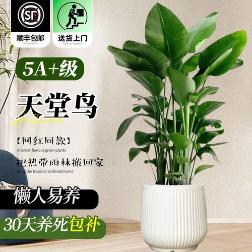 客厅办公室高端好养大型绿植盆栽