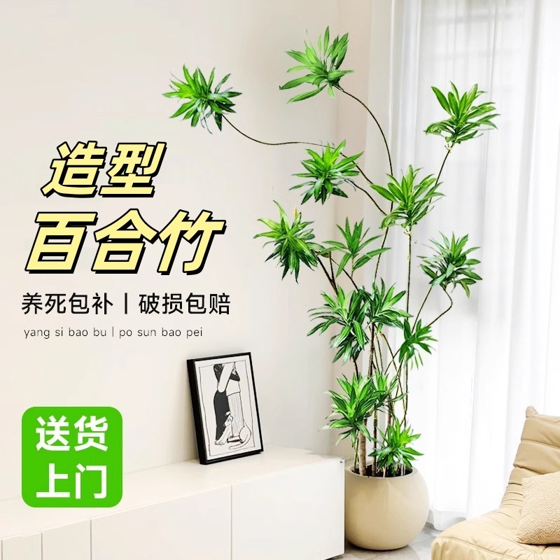 四季好养客厅大型绿植造型百合竹