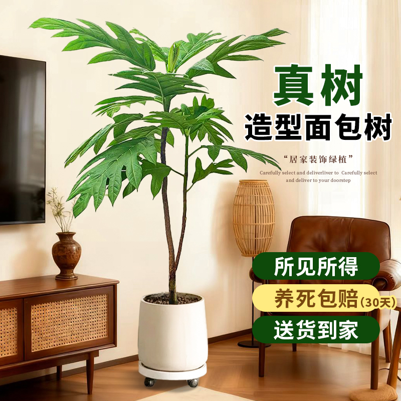 网红面包树盆栽客厅绿植