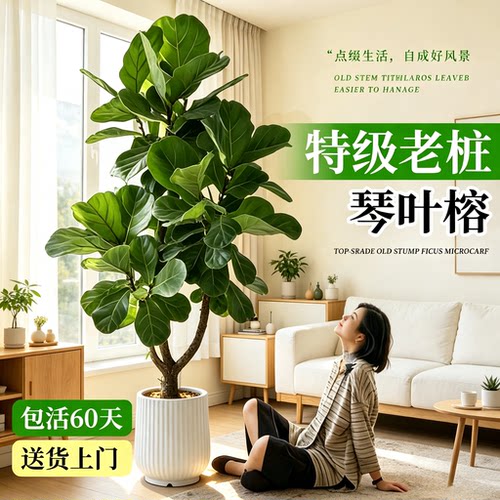琴叶榕客厅落地大叶好养盆栽