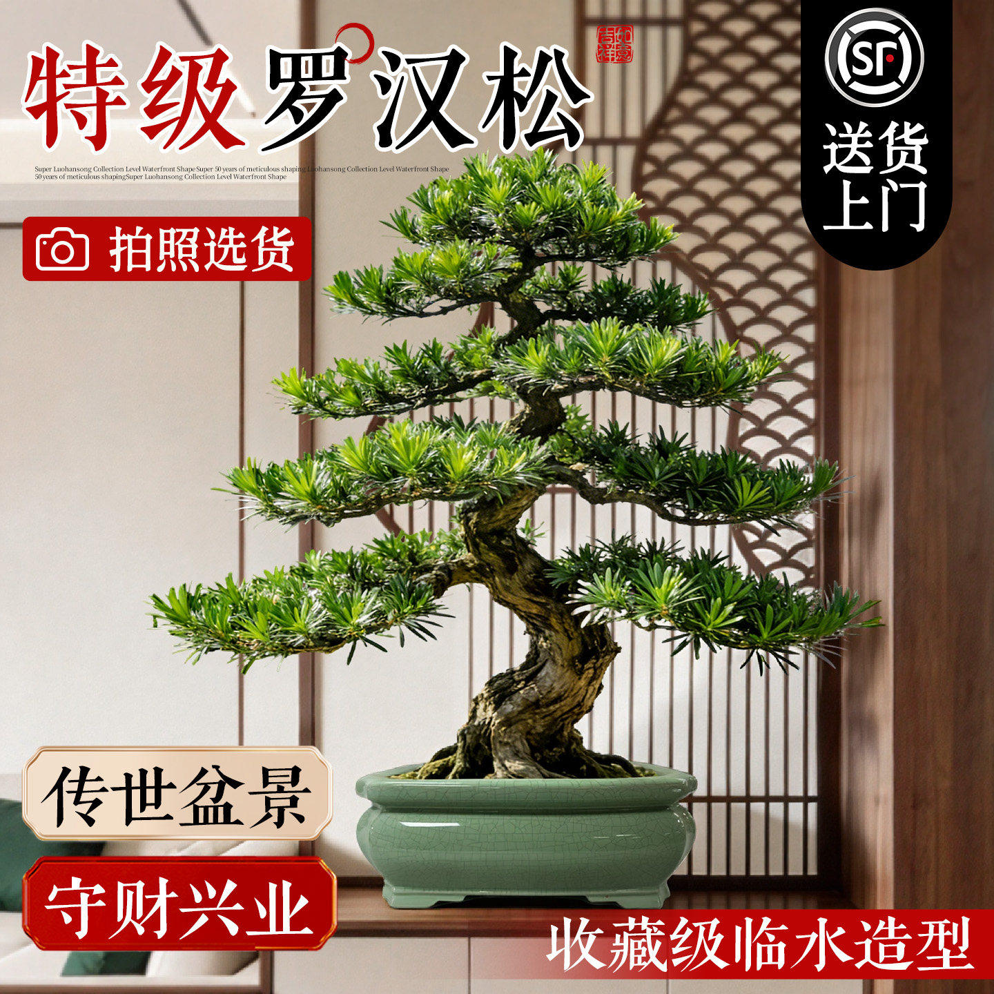 正宗罗汉松盆景庭院造型树小型罗汉松落地老桩客厅绿植室内好养活,鲜花速递/花卉仿真/绿植园艺,大型绿植/成品组合盆栽,淘宝优惠券,粉丝福利购,淘宝优惠卷