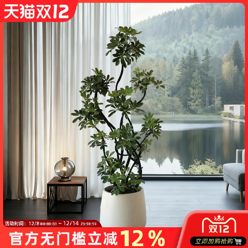鸭脚木客厅绿植八方来财大型植物