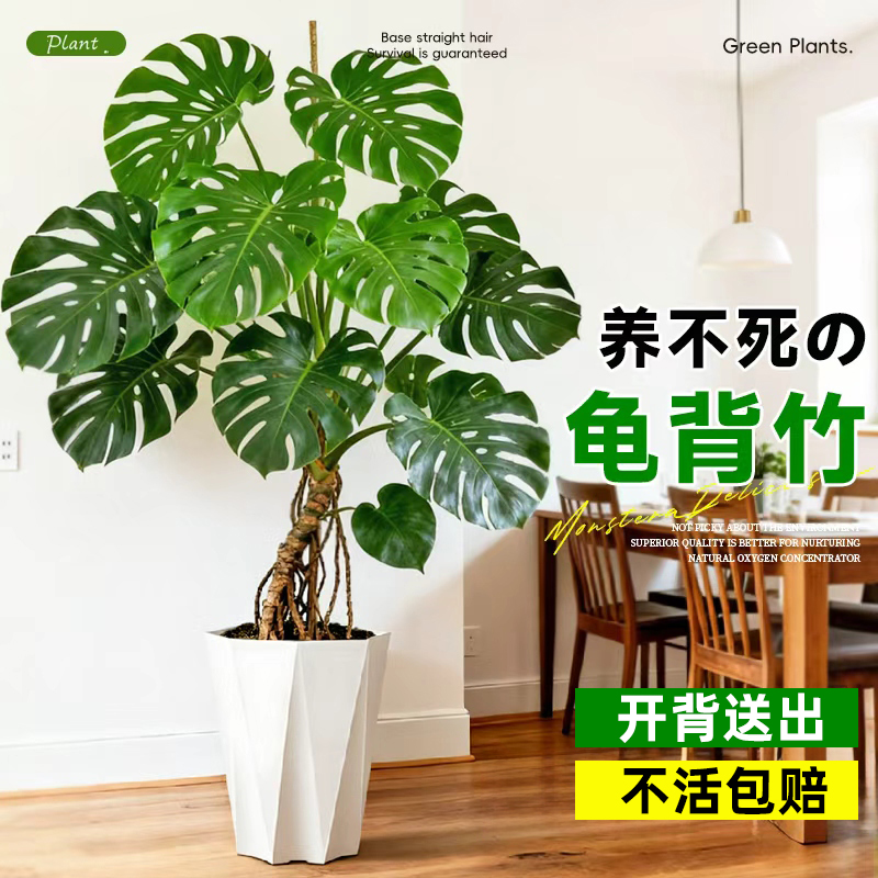 龟背竹大盆栽室内大型绿植