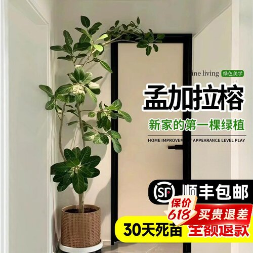 孟加拉榕树大型室内客厅绿植