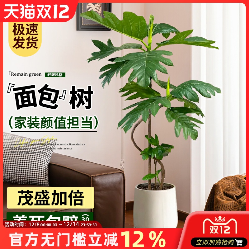 大型绿植客厅高级感网红面包树