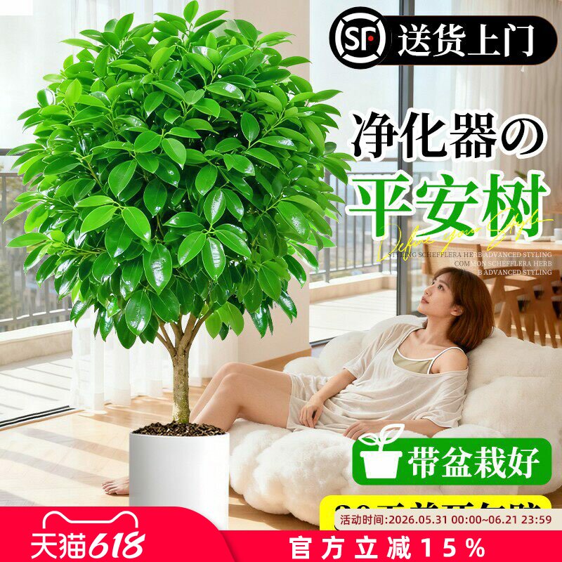 特级平安树客厅大盆栽四季好养活新房除甲醛大叶室内幸福树绿植物