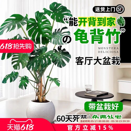 龟背竹老桩客厅大盆栽提根
