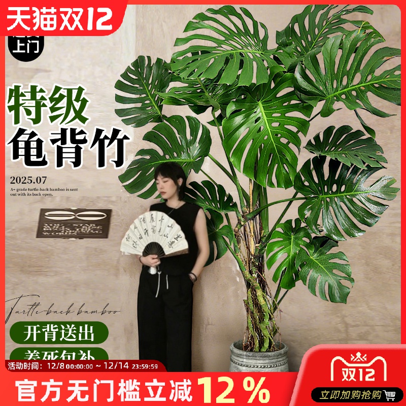 龟背竹客厅大盆栽老桩品种