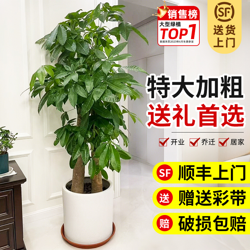 步步高发财树客厅大盆栽室内植物开业送礼乔迁大型绿植招财好养活