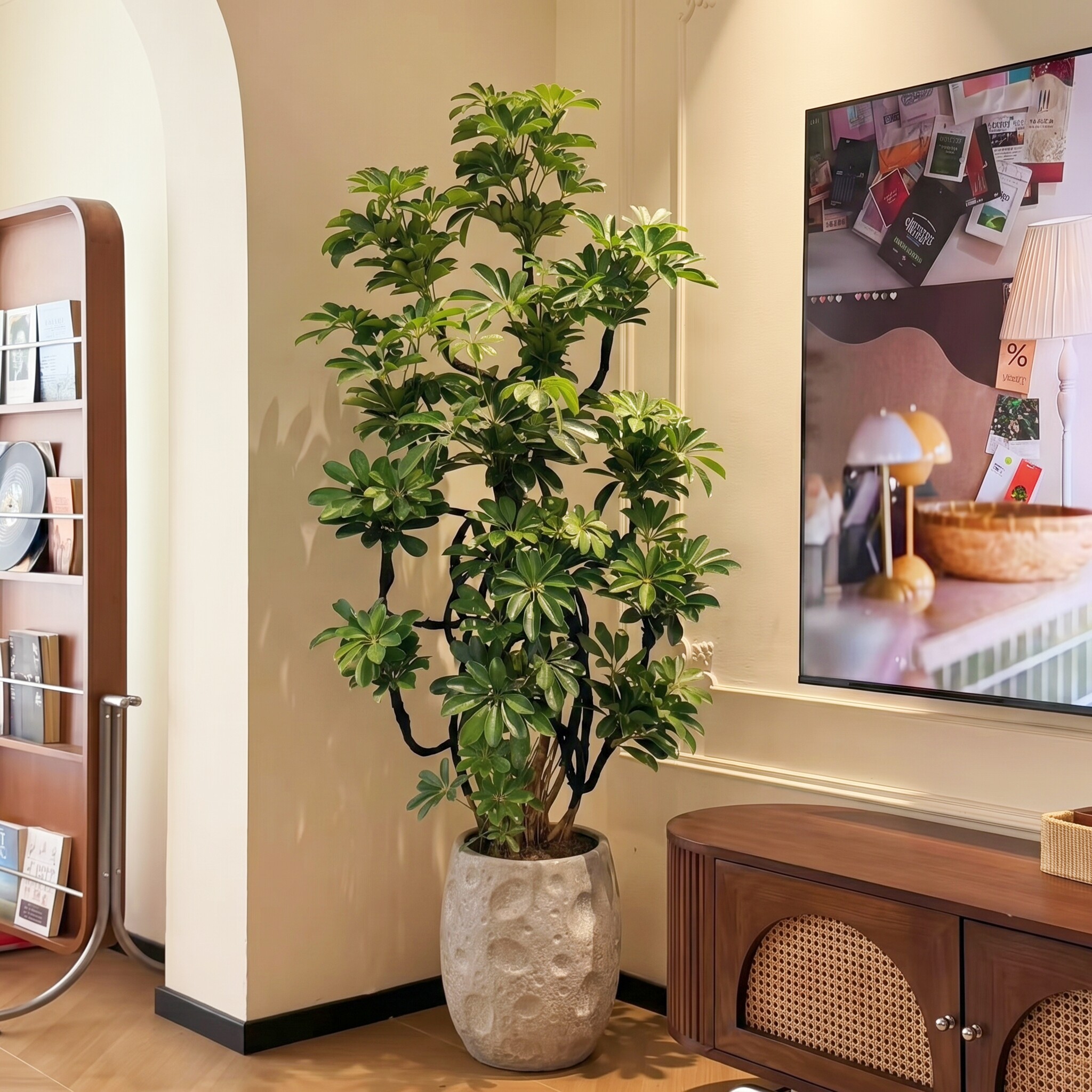 造型鸭脚木客厅大盆栽八方来财绿植物室内高级感好养落地树苗老桩