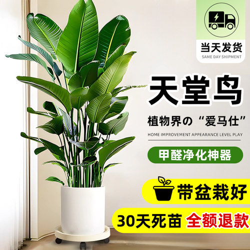 天堂鸟客厅绿植盆栽室内大型植物高级感好养活四季旺宅鹤望兰绿植