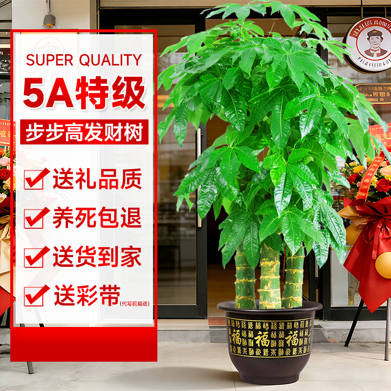 步步高发财树客厅盆栽大室内大型绿植乔迁新居办公室开业送礼绿植