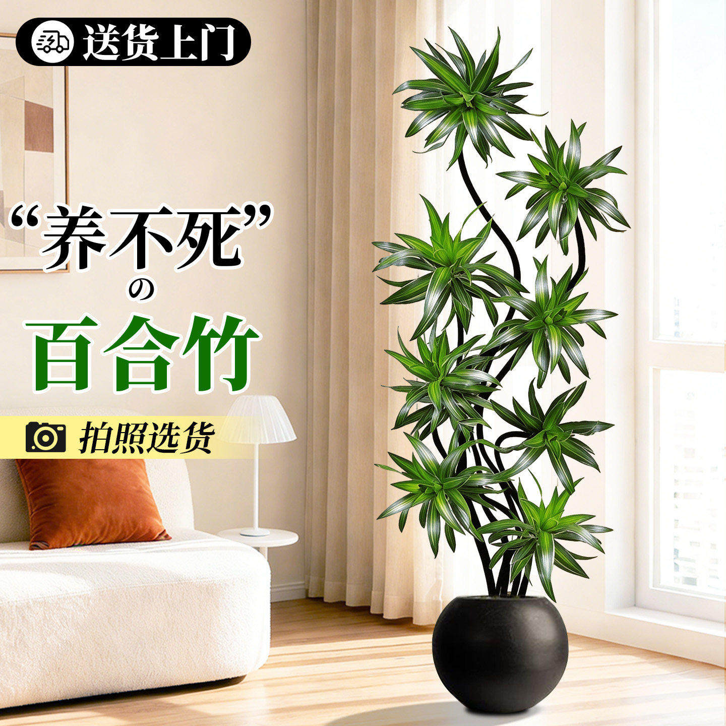 百合竹客厅真绿植物室内大型盆栽金边轻奢龙血树办公室内落地盆景