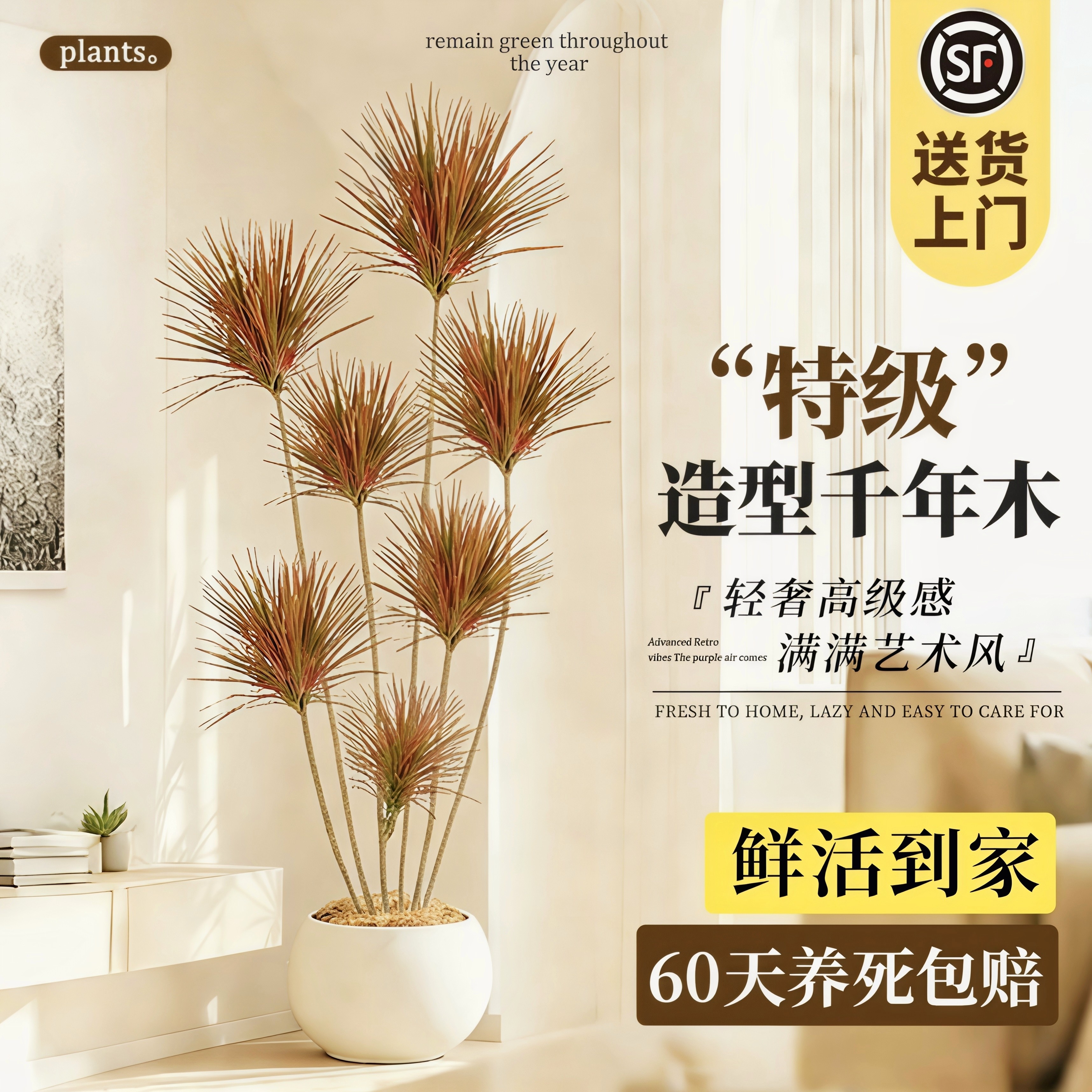 千年木客厅绿植大型植物盆栽造景室内七彩铁龙血树高级感好养真树,鲜花速递/花卉仿真/绿植园艺,大型绿植/成品组合盆栽,淘宝优惠券,粉丝福利购,淘宝优惠卷