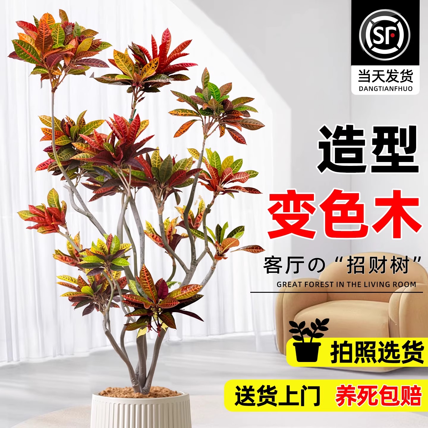 大型绿植变色木盆栽室内客