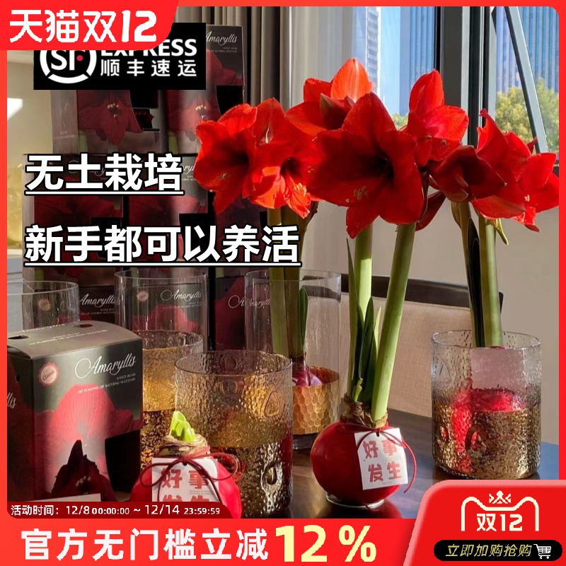 进口重瓣蜡封朱顶红带花苞