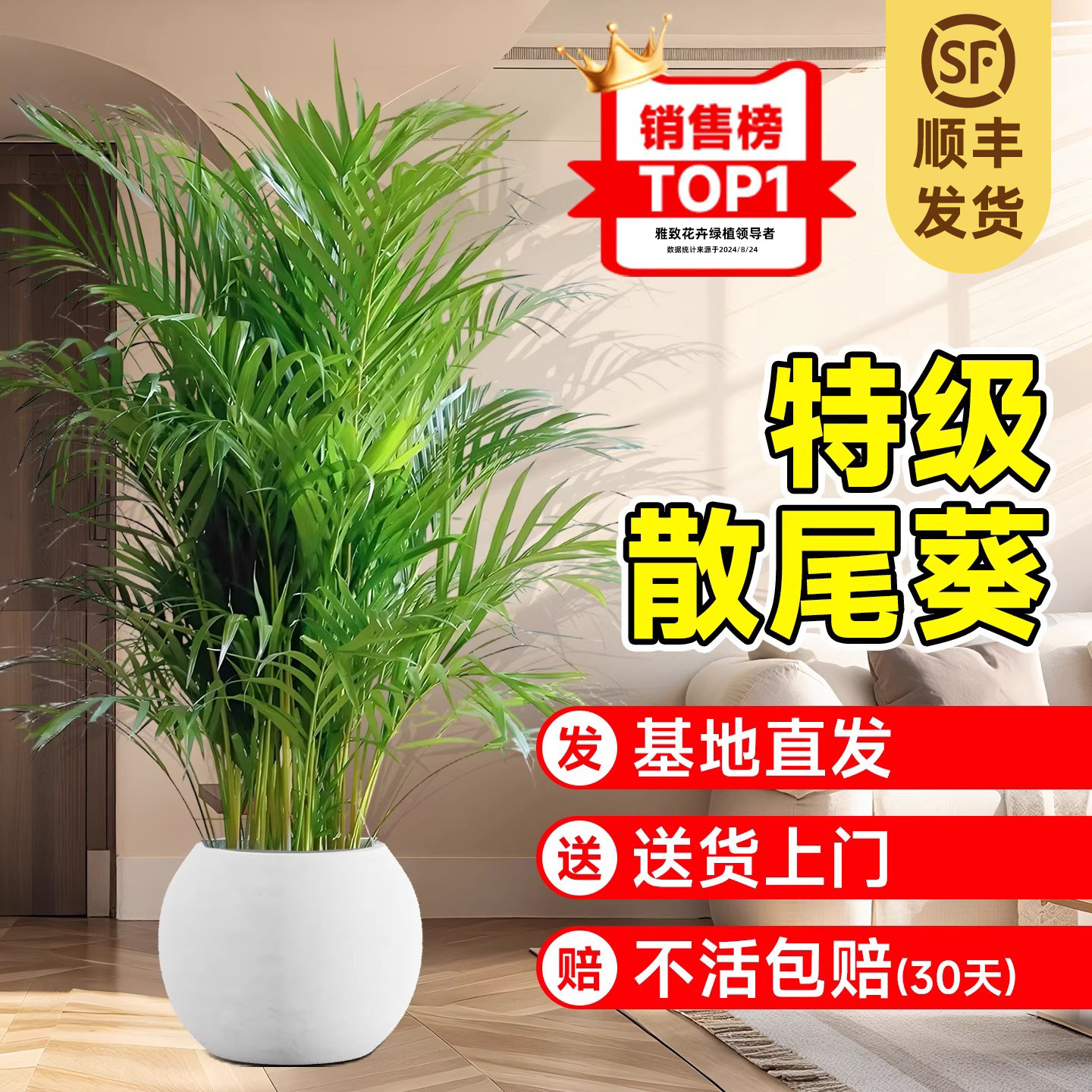散尾葵植物盆栽客厅绿植图片