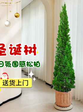 龙柏松树盆景圣诞树真树装饰摆件客厅高级感松柏云杉大型落地绿植