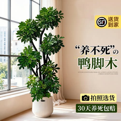 鸭脚木大型绿植盆栽室内外观赏