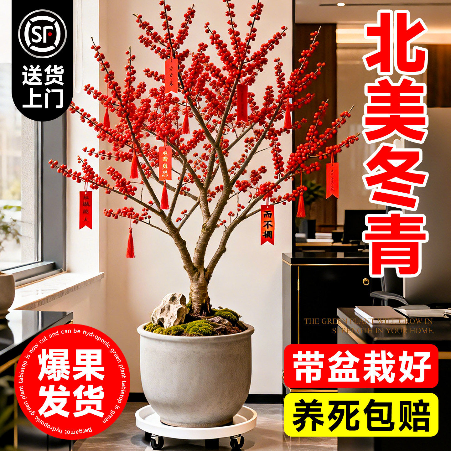 进口北美冬青红果真花带果老桩大型绿植办公室内年宵花卉喜庆盆栽