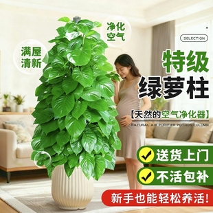 大叶绿萝柱大型绿植盆栽客厅室内办公室吸甲醛除异味净化空气好养