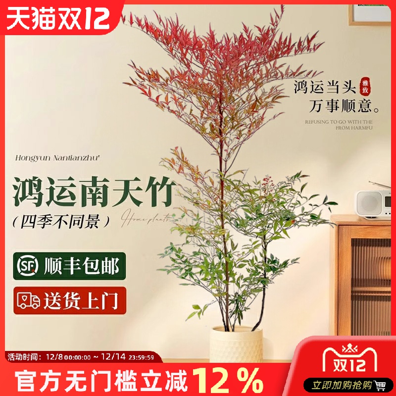 南天竹大型盆栽办公室内火焰老桩真树多头树苗盆景客厅好养绿植物