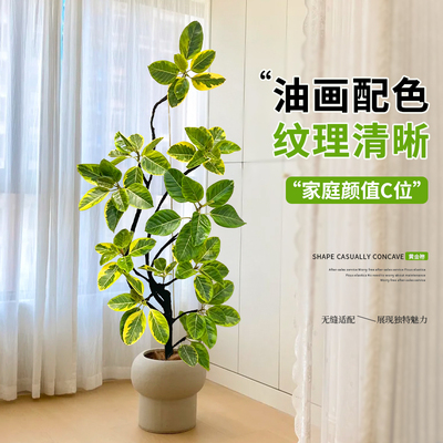 黄金榕室内大型植物盆栽好养活